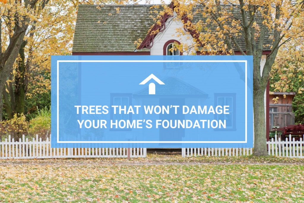 Trees That Won't Damage Foundation