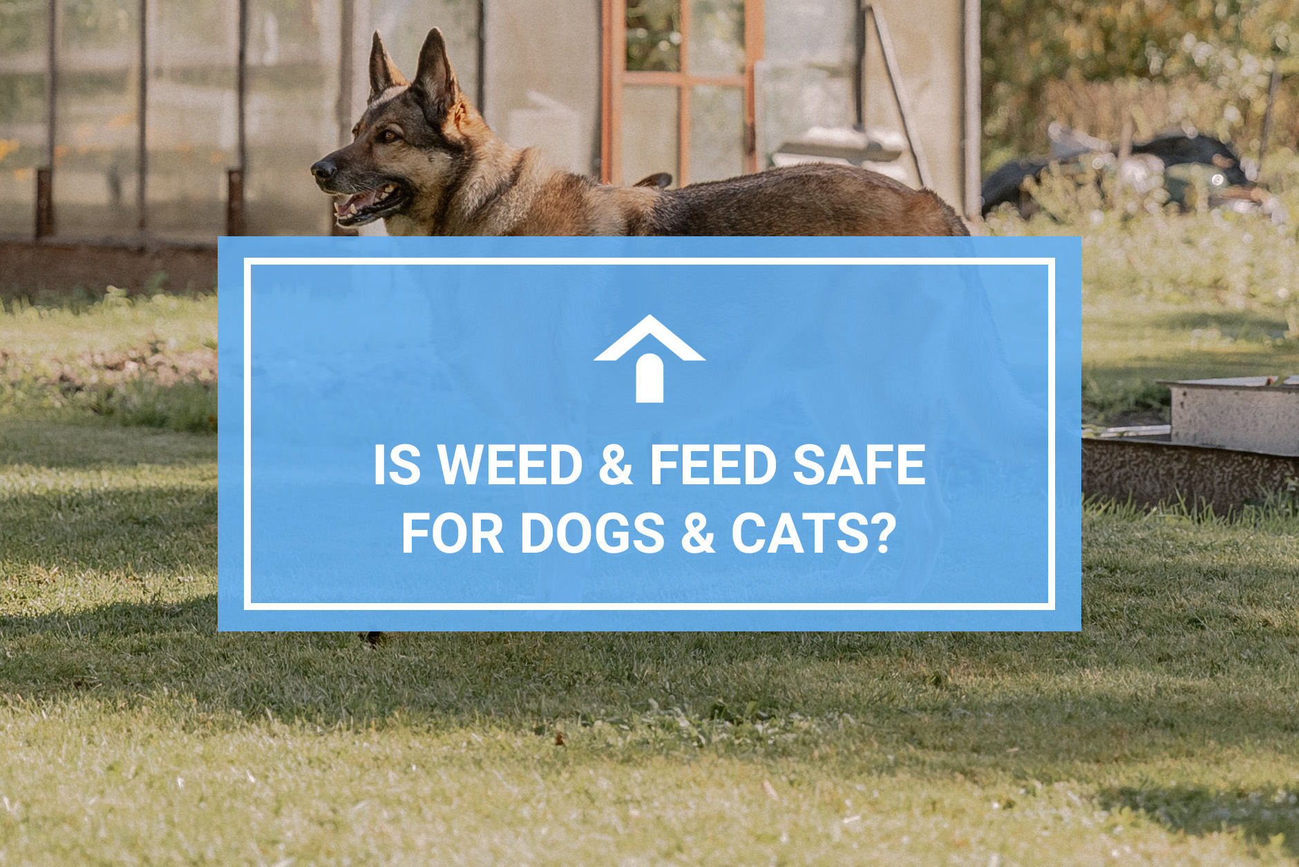 weed and feed pet safety