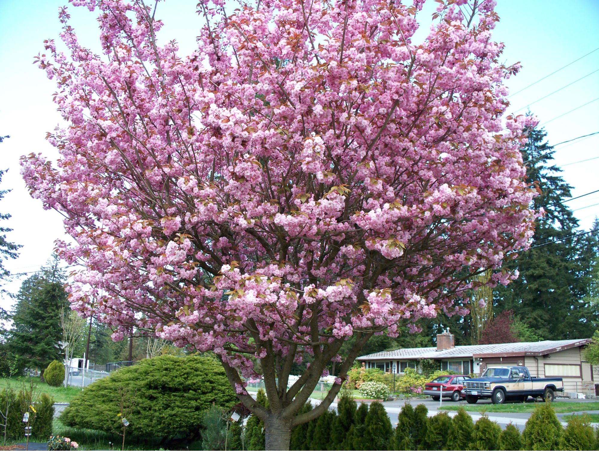 Takasago Flowering Cherry