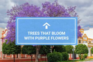 Trees That Bloom With Purple Flowers
